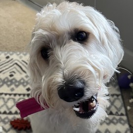 SimpleDog Doggie Dooley X-Roller Heavy Duty Dog Chew Toy for Aggressive Chewers, Purple, USA Made Nylon, Large, 6.5 inch (5009N)