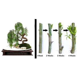 Twigz Nursery 2 DRAGON BONSAI CUTTING STARTS! Weeping Willow Tree Cutting Thick Trunk Dwarf