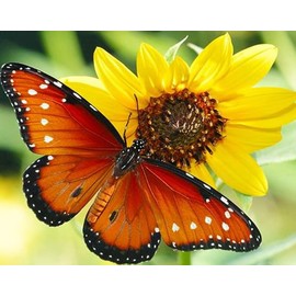 Diamond Painting Set, Picture with Butterfly Motif and Accessories, Size Approx. 35 x 25 cm, Craft Set for Painting with Rhinestones for Children from 5 Years