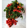 30 Dwarf Red Robin Tomato Seeds, Heirloom Non-GMO, Sweet, Low