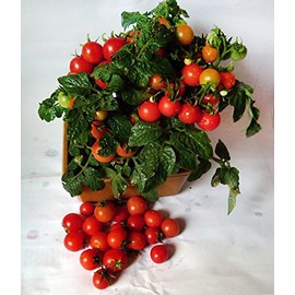 30 Dwarf Red Robin Tomato Seeds, Heirloom Non-GMO, Sweet, Low Acid, Determinate, Open-Pollinated, Delicious, Solanum lycoperscium, from USA