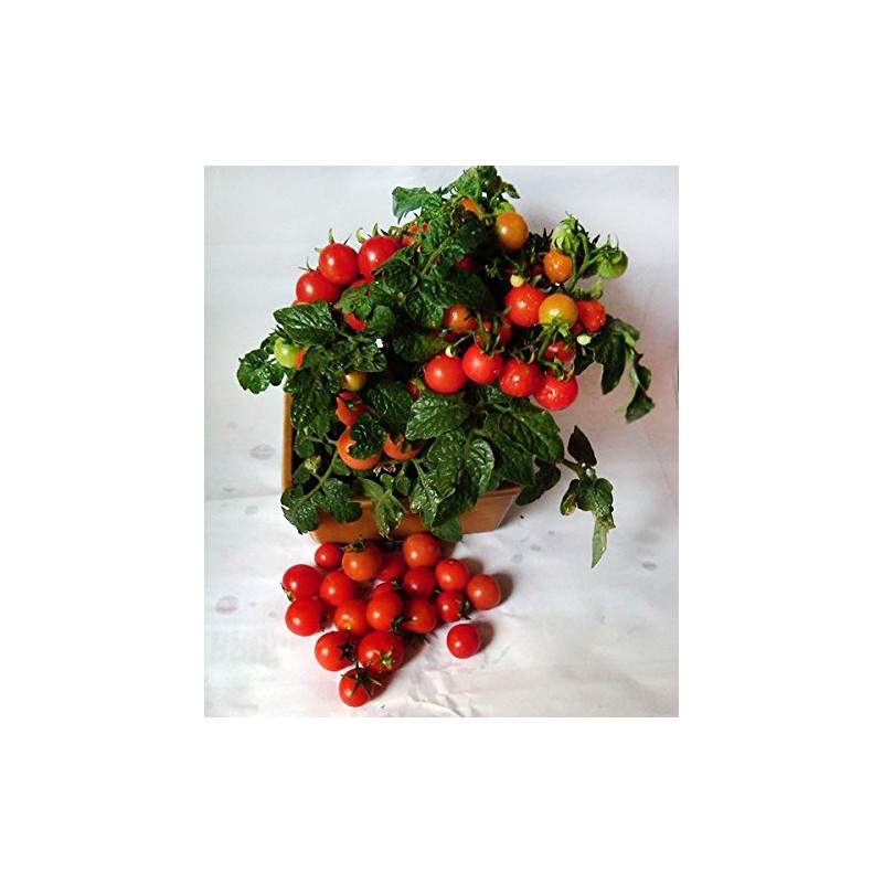30 Dwarf Red Robin Tomato Seeds, Heirloom Non-GMO, Sweet, Low