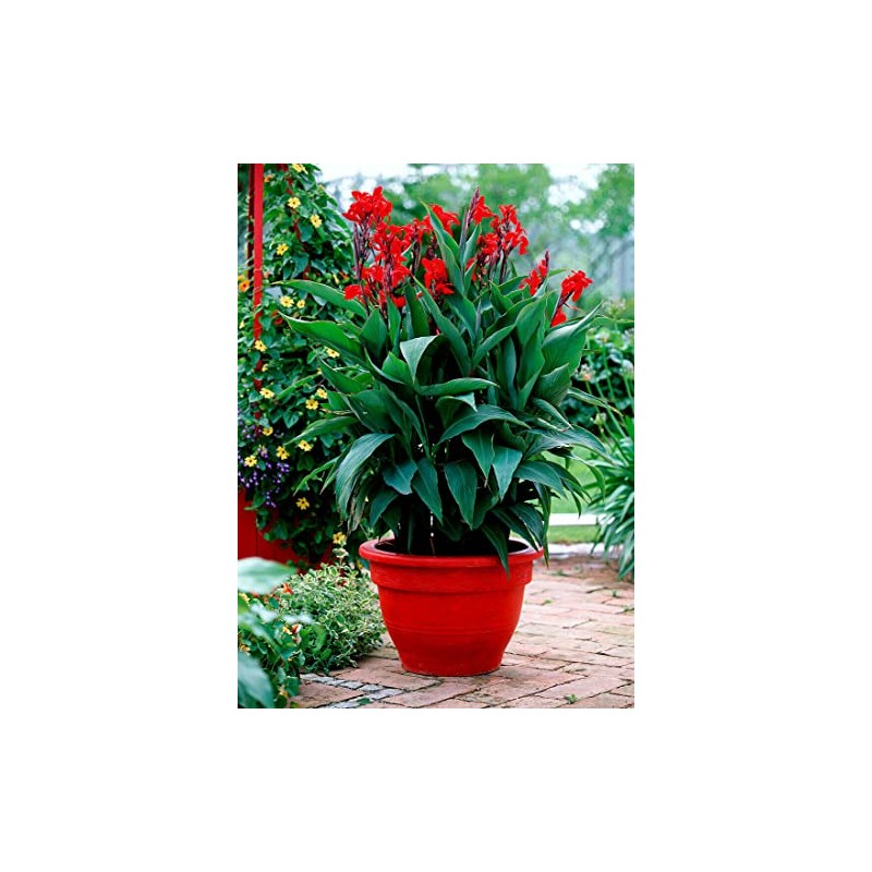 10 Seeds Red Canna Lily Indica | Indian Shot Arrowroot