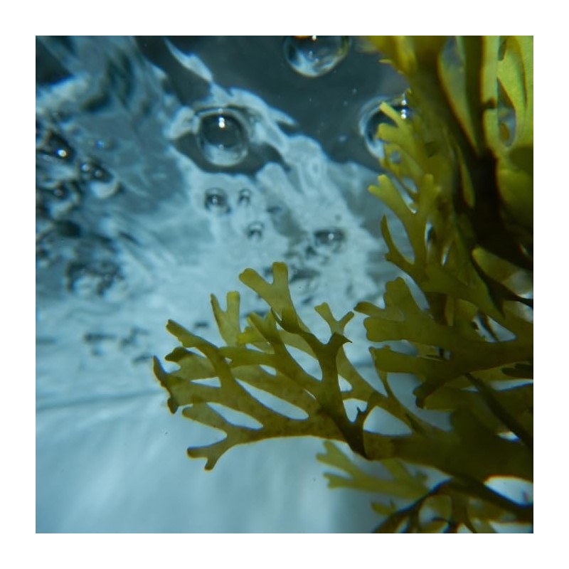 Urban Keratin Ocean Therapy Sea Serum with Algae 50ml