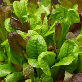 TomorrowSeeds - Gourmet Mix Lettuce Greens Seeds - 1500+ Count Packet - for 2024 Garden Vegetable Planting Spring Mix Spinach Arugula Salad Kale
