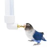 Bird Water Drinker Automatic Parrot Conure Cockatiel Water Dispenser Bird