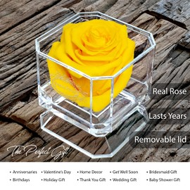 Eternal Petals Solo - A Real Rose That Lasts A Year - Perfect Unique Gift for Women, Men, Birthday Gift (Yellow)