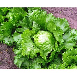 Seeds Crisphead Lettuce Iceberg Green Salad Buttercrunch Heirloom Vegetable for Planting Non GMO