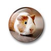 Merchandise for Fans Guinea Pig Fridge Magnets Set of 6