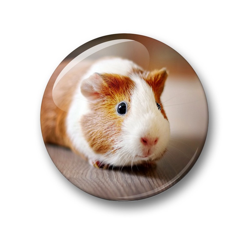Merchandise for Fans Guinea Pig Fridge Magnets Set of 6