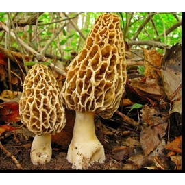 22Day Seeds: Morel Mushrooms Spores/Morchella esculenta/Non GMO/Heirloom