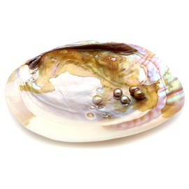 Gold Stone Pearl Shell, White Sage Purification, Purification, Amulet, Good Luck Goods, Dishes, Seashells, Accessory Storage, Australian Origin