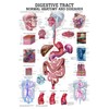 Anatomical Worldwide The Digestive Tract Normal and Diseased Laminated Anatomy