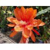 Cactus Epiphyllum Crest in 4 inch pots / Orchid Cactus