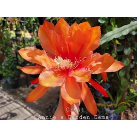Cactus Epiphyllum Crest in 4 inch pots / Orchid Cactus / Well Rooted