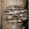 Foragers Table - Mushroom Growing Kit, Ideal for hobbyist &