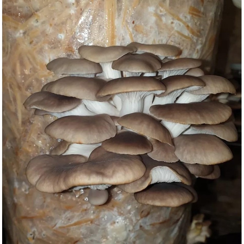 Foragers Table - Mushroom Growing Kit, Ideal for hobbyist &