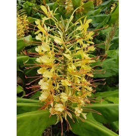 Hawaiian Live Yellow Kahili Ginger Plant Root Hedychium Gardnerianum Plant Root 1 Pk Z5