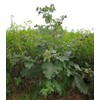 TomorrowSeeds - Early Watanabe Burdock Seeds - 50+ Count Packet