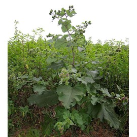 TomorrowSeeds - Early Watanabe Burdock Seeds - 50+ Count Packet - for 2024 Articum Lappa Kinpira GOBO Brown Root East Asian