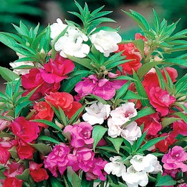 Garden Balsam Impatiens Balsamina 50+ Seeds Garden Seeds for Planting Flowers