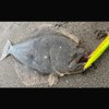 DUEL Armored F+ Pro Flatfish, 668.4 ft (200 m), No.