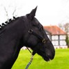 Mini Shetty Headcollar for Wooden Horse, 2-Way Adjustable Halter for