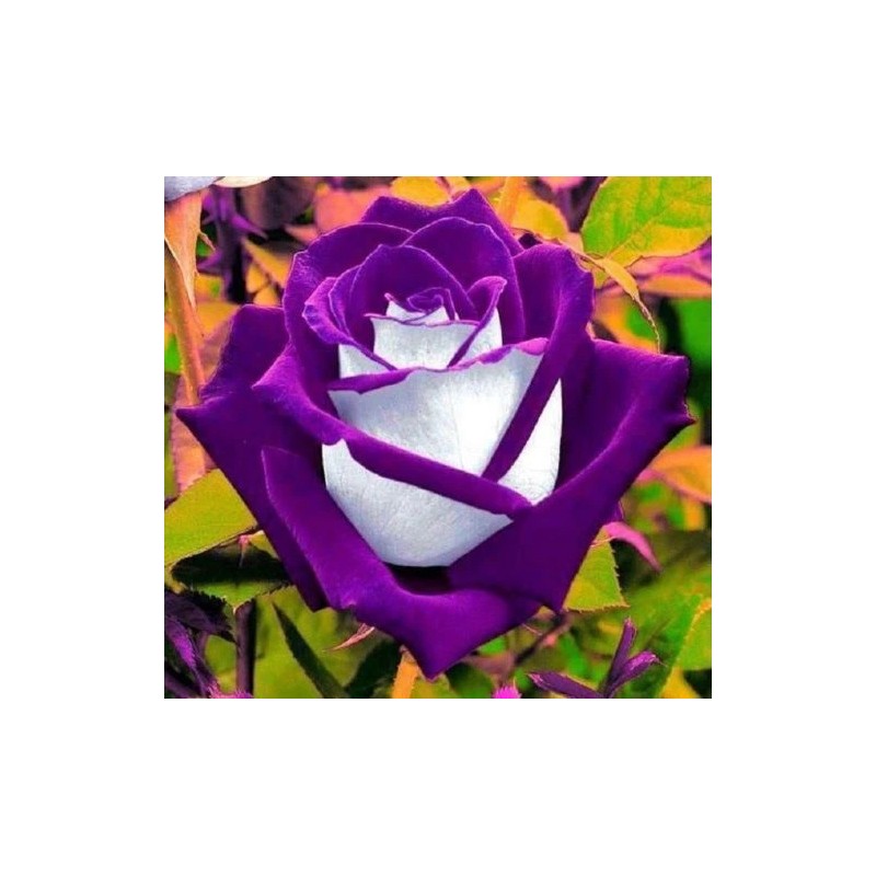 Toadstool Seeds 10 White Purple Rose Seeds Flower Bush Perennial