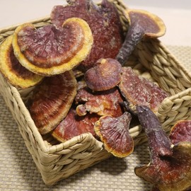 Chamduri wild reishi mushroom 300g (domestic) / 참두리 자연산 영지버섯 300g (국내산)