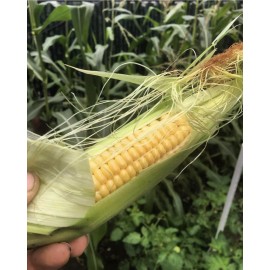 TomorrowSeeds Golden Bantam 12 Sweet Yellow Corn Seeds | Heirloom Untreated Garden Seed 2025 - 30+ Count