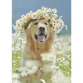 Sellers Publishing RSVP Golden Labrador Dog Wearing Crown of White Daisies Photo Funny/Humorous Easter Card