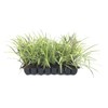 Variegated Liriope Muscari 'Silvery Sunproof' - 10 Live Plants -