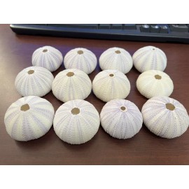 12 PCS PURPLE URCHIN SEASHELL WEDDING FAVOR DECOR NAUTICAL