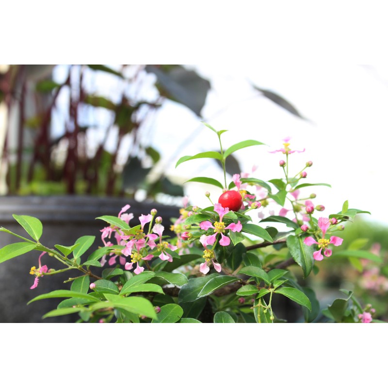 Brussel's Bonsai Live Barbados Cherry Bonsai Tree - Indoor Live