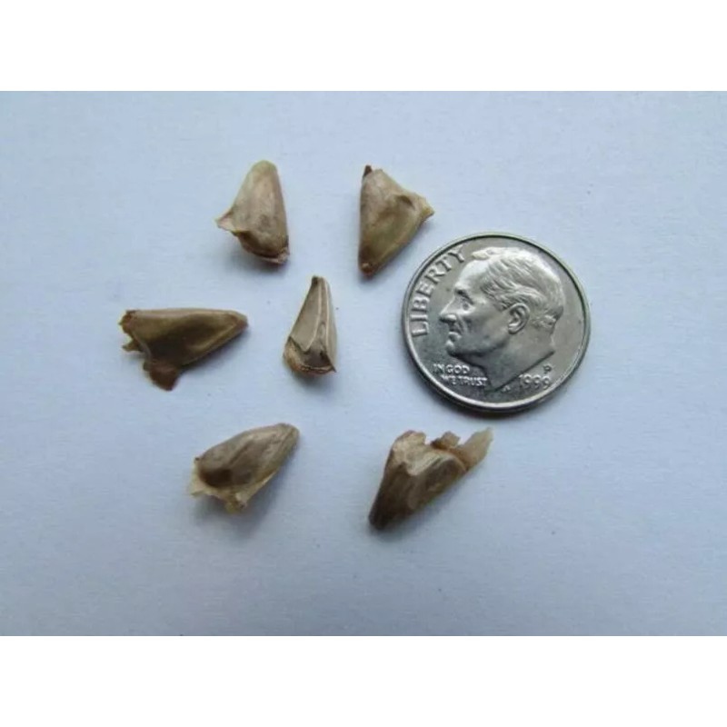 CZ Grain 30 White Fir Seeds for Planting Abies concolor