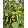 Fresh Scotch Bonnet Pepper Seeds Jamaican Yard 25 Seeds Hot