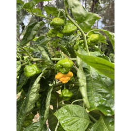 Fresh Scotch Bonnet Pepper Seeds Jamaican Yard 25 Seeds Hot Spicy Jamaica