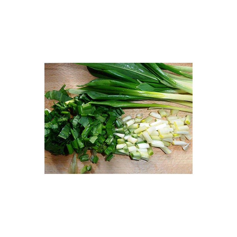 Wild Garlic Ramsons Bear Leek Wild Onion Seeds for Planting