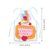 POPETPOP Classroom Study 3D Organ Apron Anatomy Apron Human Body