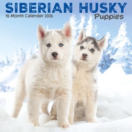 Carousel Calendars, Siberian Husky Puppies 2026 Mini Wall Calendar, 7'' X 7'', 16-Month Calendar with Stapled Binding
