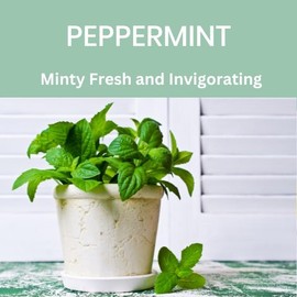 Absolute Green All Purpose Cleaner Spray, Non-Toxic, Kitchen, Bath, Countertop, Stainless, Safe around Kids + Pets, Natural Peppermint Scent, 25 oz (6 Pack)