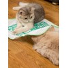 Nekomote Cat Toy, Surisuri Nya, 1 Sheet
