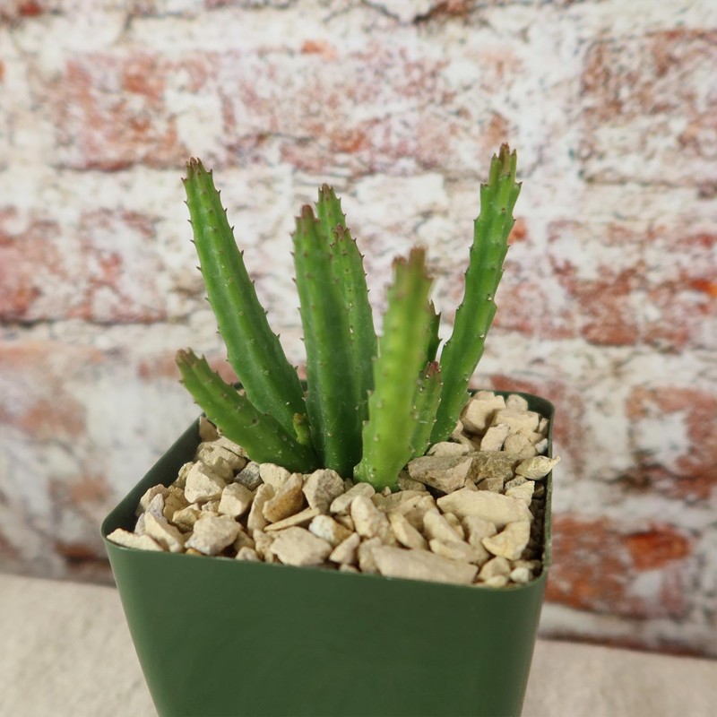 Stapelia scitula Cacti Cactus Succulent Real Live Plant