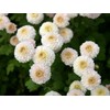 Made in Taiwan, Organic Chrysanthemum Flower Tea, White (Stake White