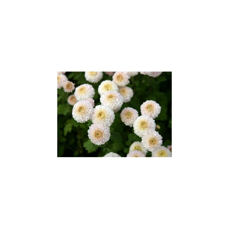 Made in Taiwan, Organic Chrysanthemum Flower Tea, White (Stake White