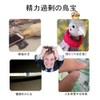 Phyxiul Bird Toy, Skateboard, Pet Supplies, Parakeet, Mini Skating Animal,