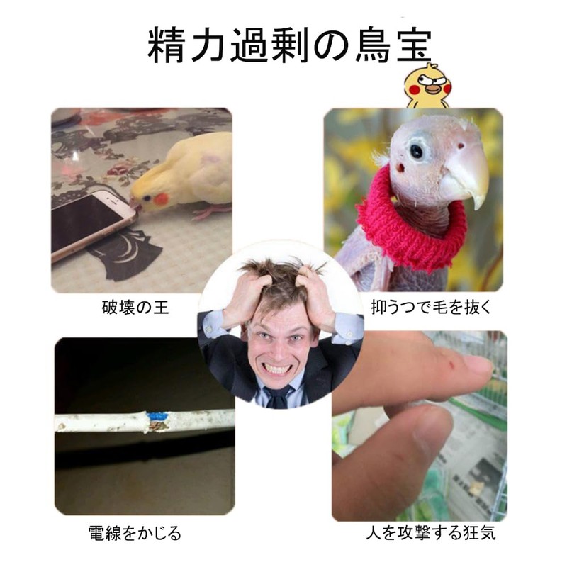 Phyxiul Bird Toy, Skateboard, Pet Supplies, Parakeet, Mini Skating Animal,