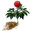 Panax Notoginseng Flower - Dried San Qi Hua from 100%