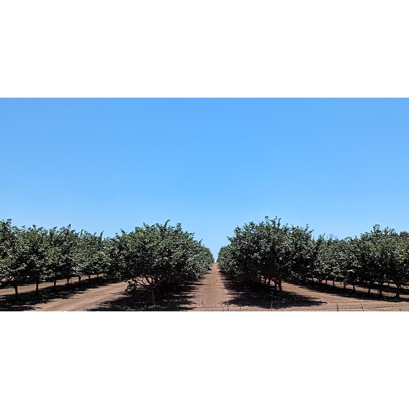 Hazelnuts in-shell, from our family orchard in Washington state (Roasted,