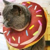 Anti Bite Cat Protective Collar Adjustable Cat Protective Collar Soft